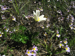 Anemone Baldensis, Orto Botanico del Monte Baldo