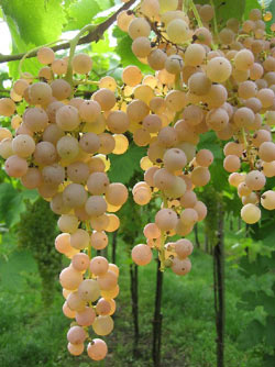 Uva per vino Soave