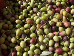 Olive venete