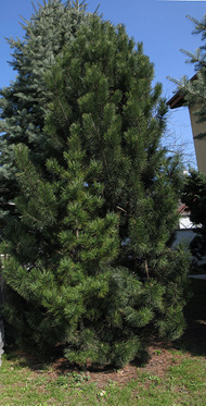 Pinus mugo tipico della Valle Imperina